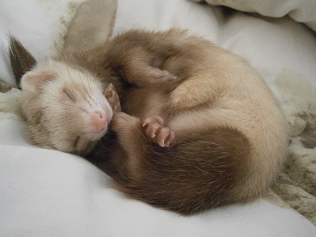 フェレット　飼い方　初めて　画像