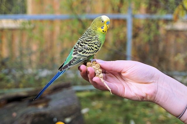 セキセイインコ　飼い方　手乗り